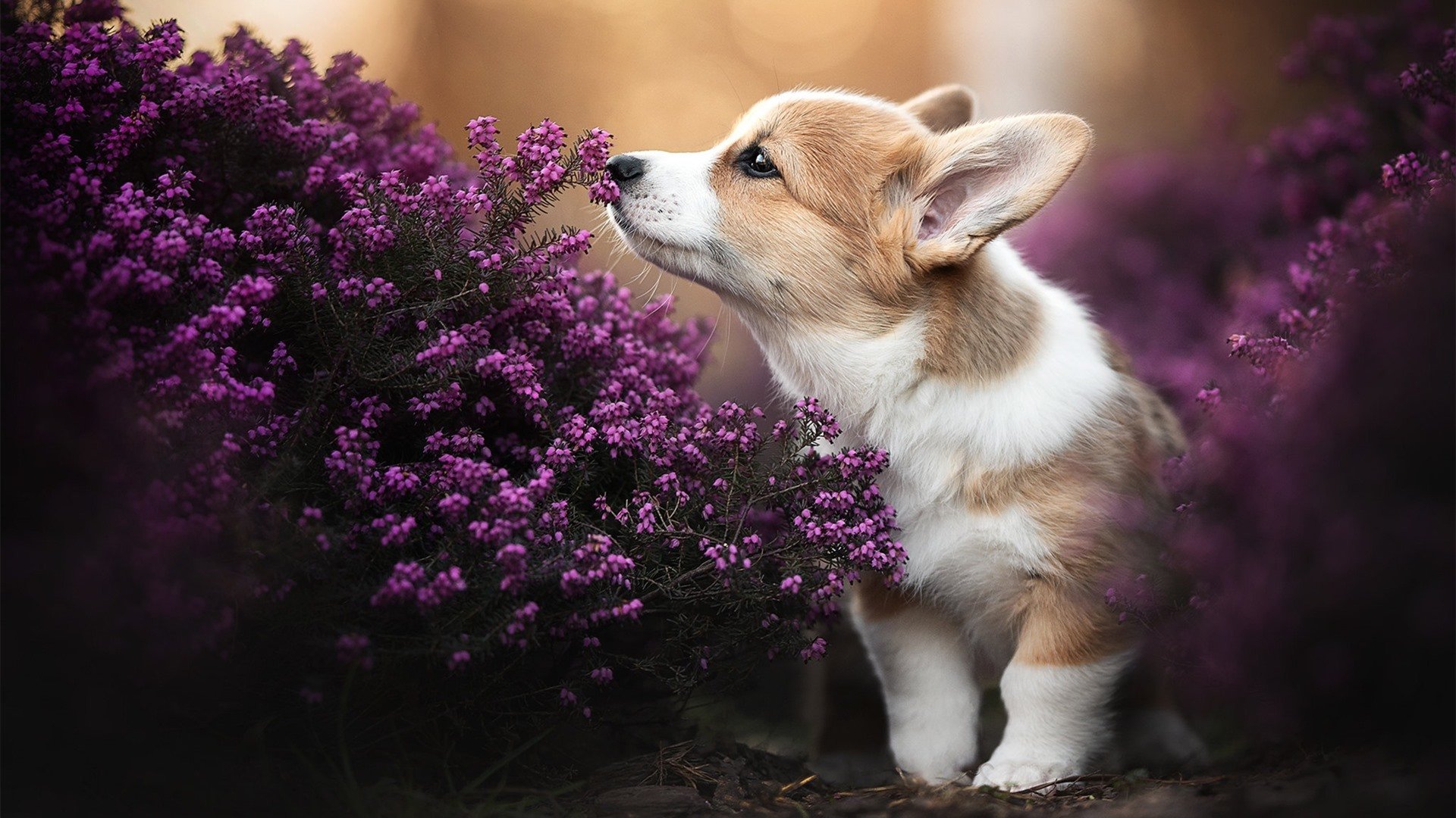 爱游戏大厅-东方试炼场，武切维奇的火炬点燃雄鹿新征途