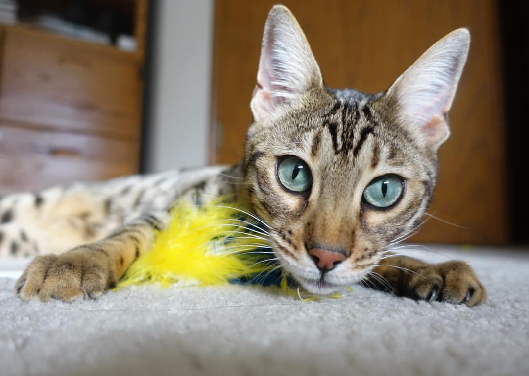 爱游戏入口-横跨胜负的双子星闪耀，印尼队力克中国队，陈雨菲刷新纪录