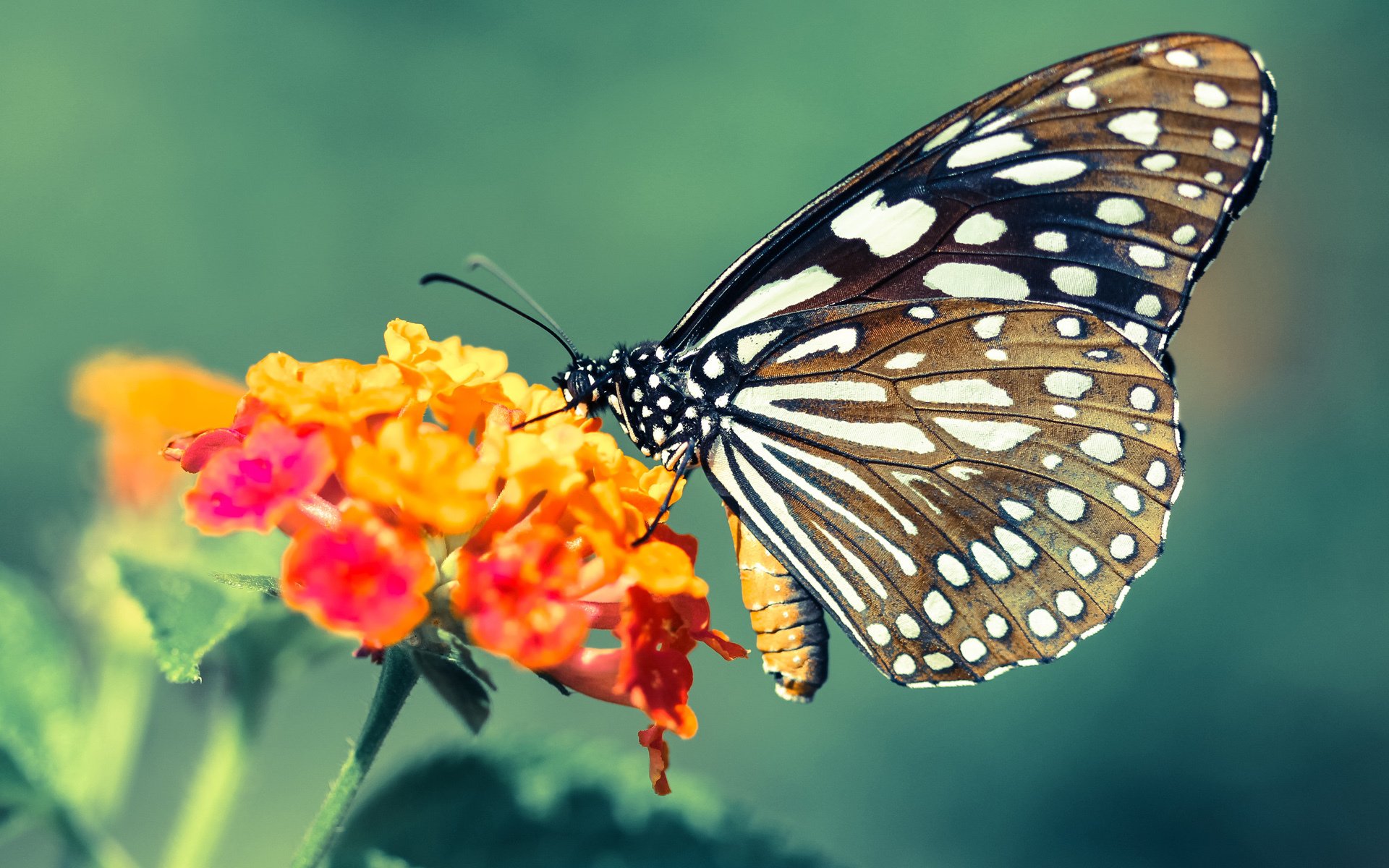 红牛碾压时代的孤勇者,拉塞尔如何扛起威廉姆斯的尊严