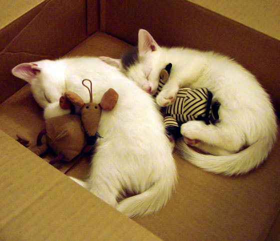 丹麦队完胜中国队,当维京战船碾过孤勇者的废墟