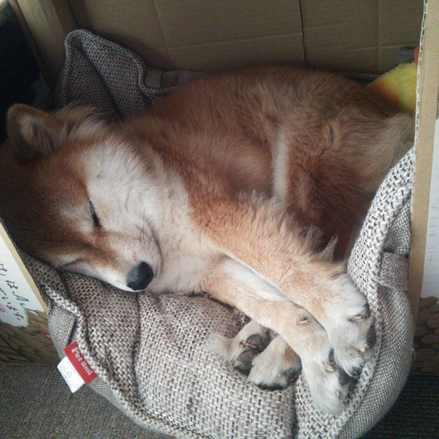 新星与豪门的对决,爱德华兹的烈焰如何照亮意甲焦点之夜