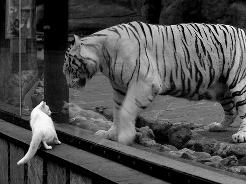 桑巴旋风雨中启航，卡塞米罗一锤定音，巴西狂胜芬兰背后的战术革命