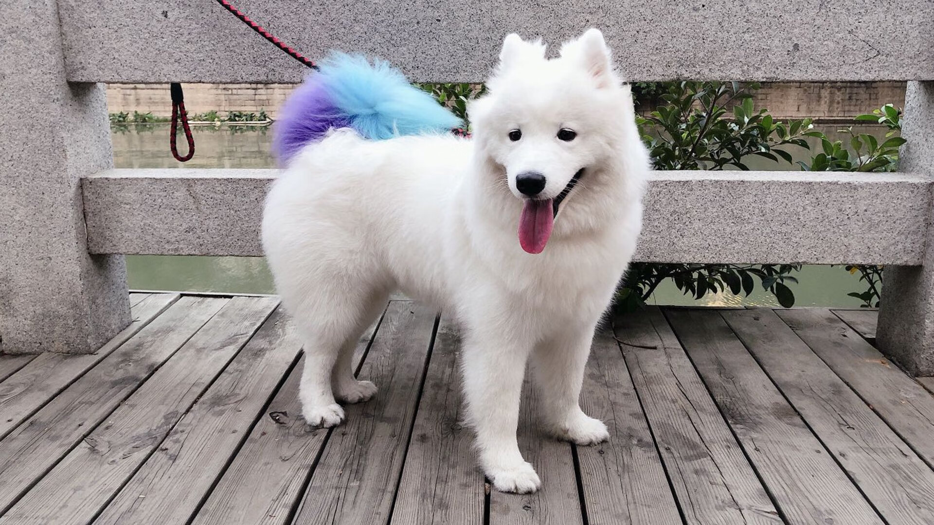 钢索上的舞者,发条中的心脏,马里防守锁死沙特,京多安成关键先生