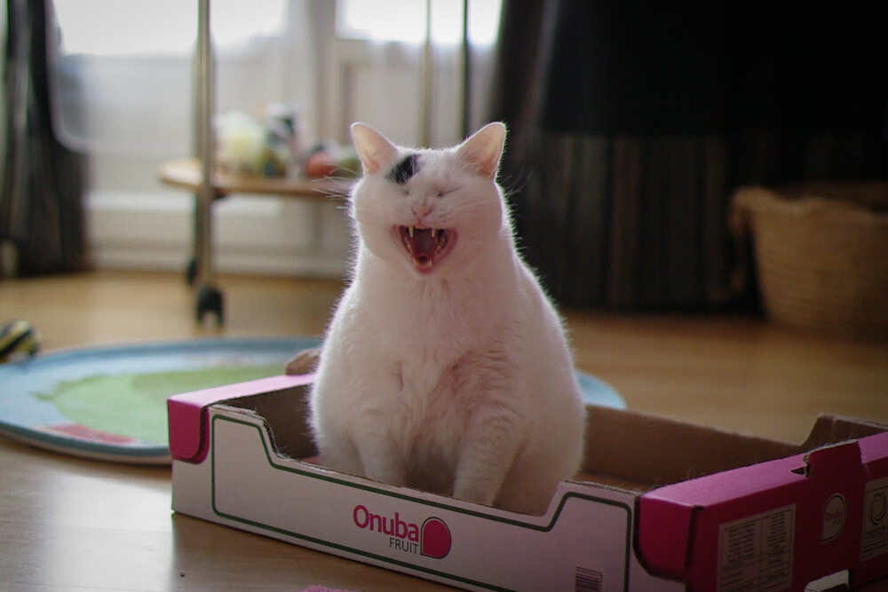 唯一性的闪耀,灰熊速胜老鹰与马克西总决赛接管比赛的传奇时刻