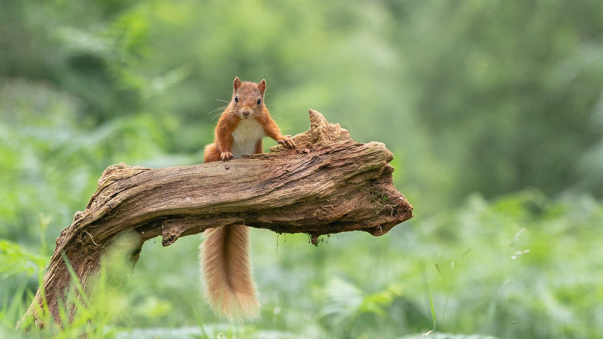 数字绿茵场，当佛罗伦萨在EA Sports FC争冠战中踢出威尔士，戈麦斯的服务器永不掉线