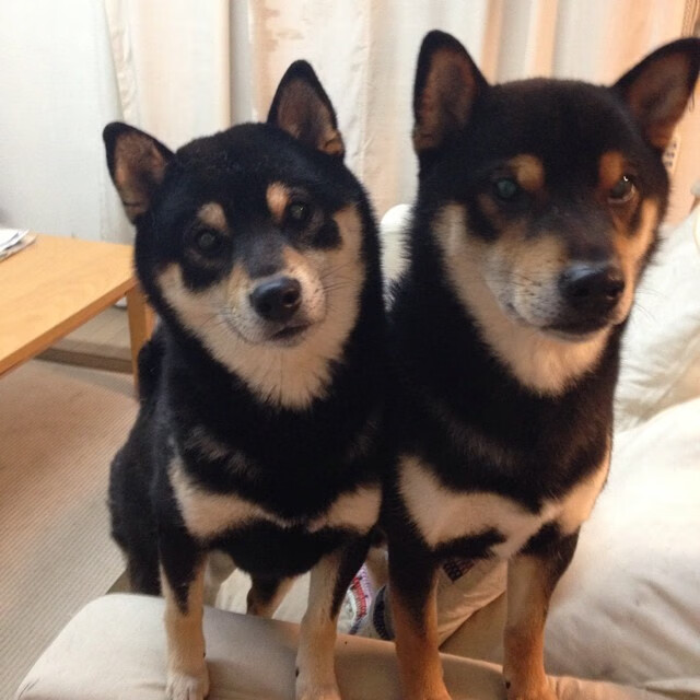 爱游戏在线-跨界对决，在篮球圣殿中闪耀的足球之光—奥斯梅恩用实力为自己加冕