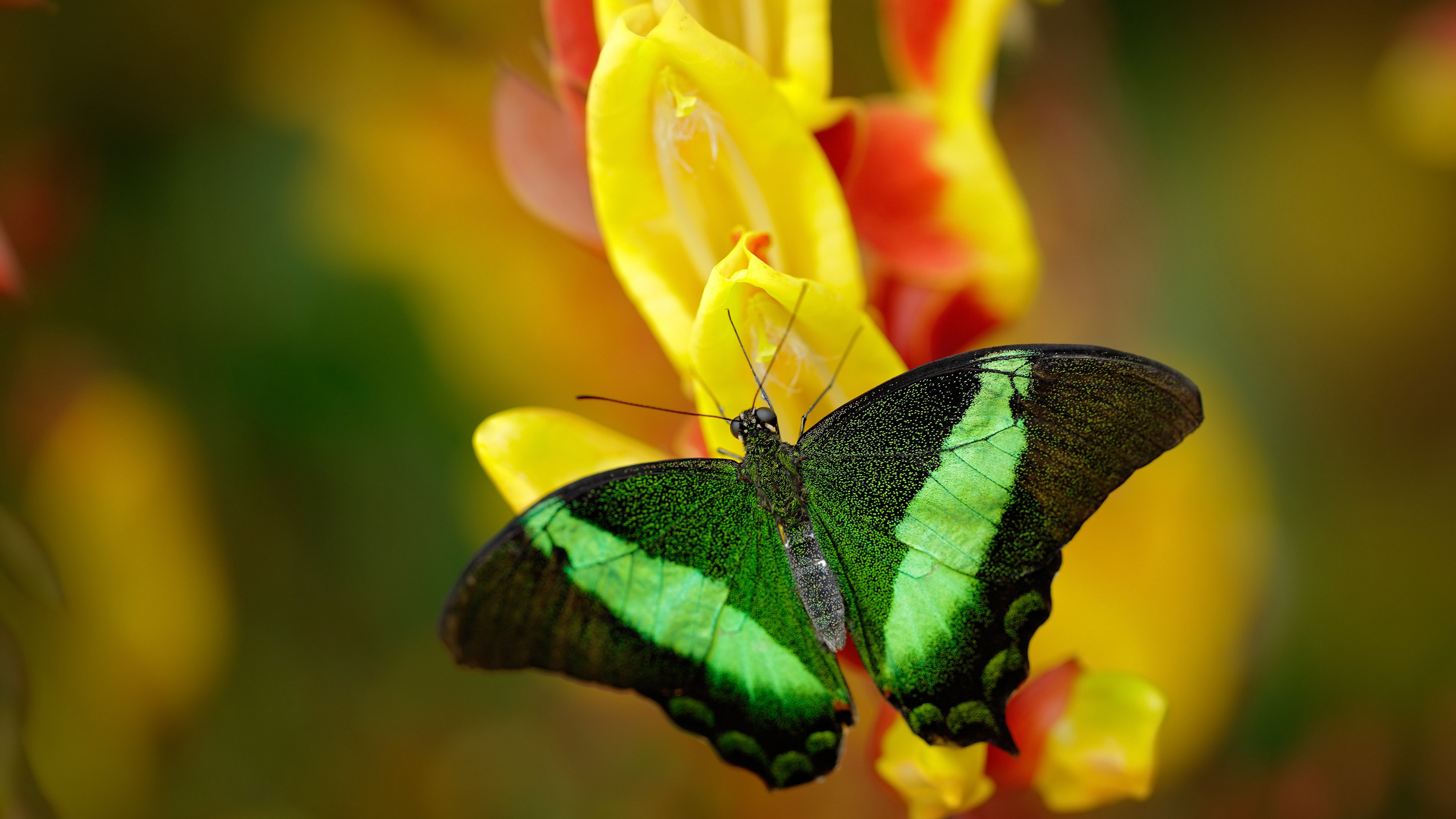 爱游戏官网-哥本哈根的风暴眼—帕尔默以一己之力导演北欧逆转史诗