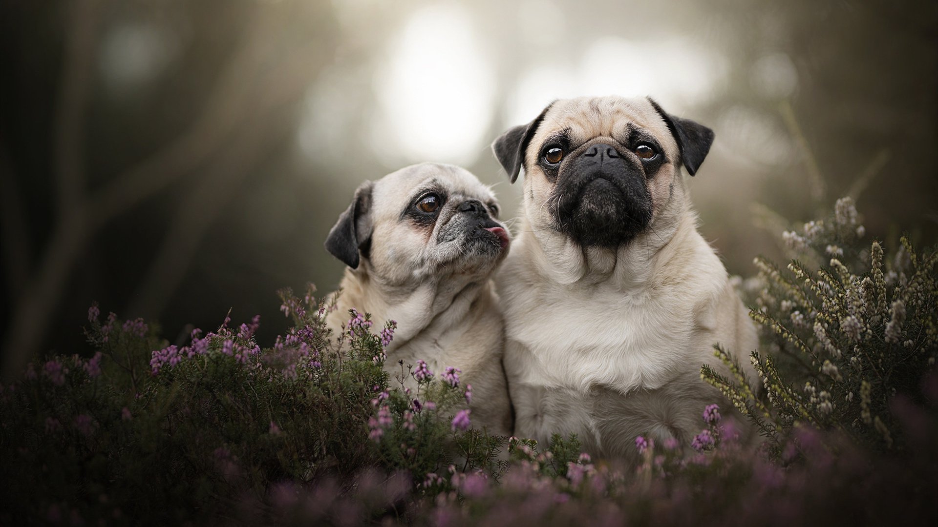爱游戏官方-炼金术士与航海家，当克莱的三分雨淬炼独行侠的孤胆航线