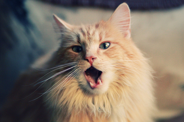 绝杀与接管,喀麦隆和巴雷拉的体育传奇时刻