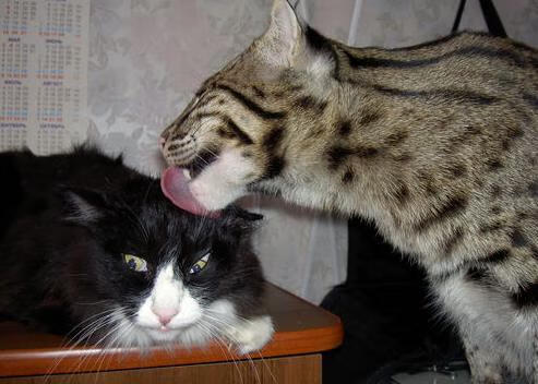 双线战场的命运共振，欧冠史诗夜与雄鹿的绝对压制