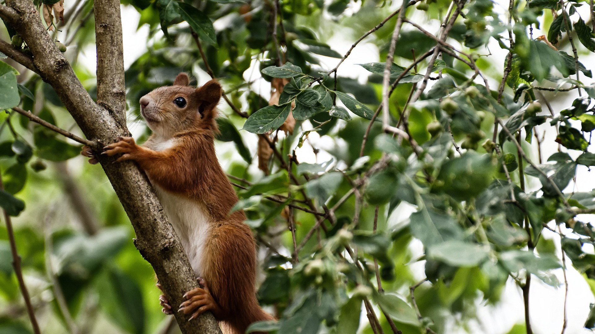 爱游戏APP-欧冠上演维京风暴，无名挪威战舰击沉法甲豪门马赛