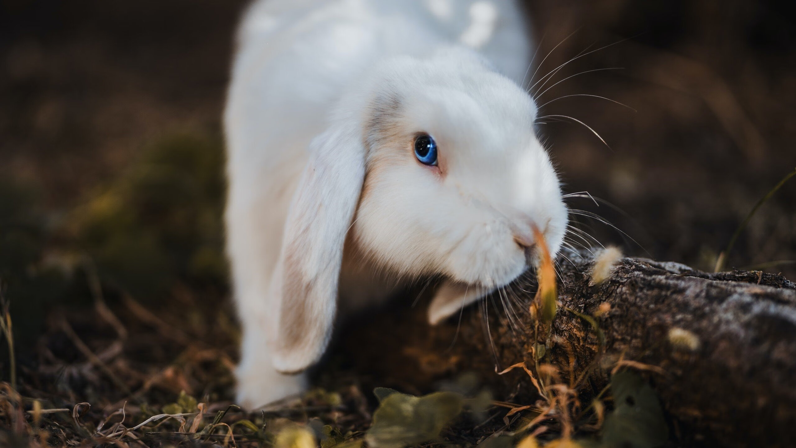 佩德里的错误英雄主义，当西班牙金童扛起加纳战旗