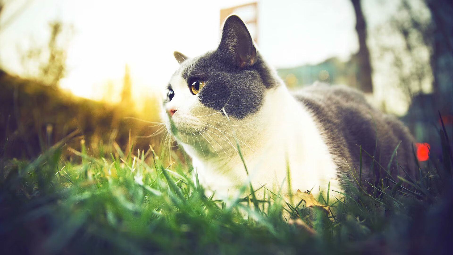 爱游戏-利刃难破铁壁，当英格拉姆的极致天赋撞上北京队的钢铁长城