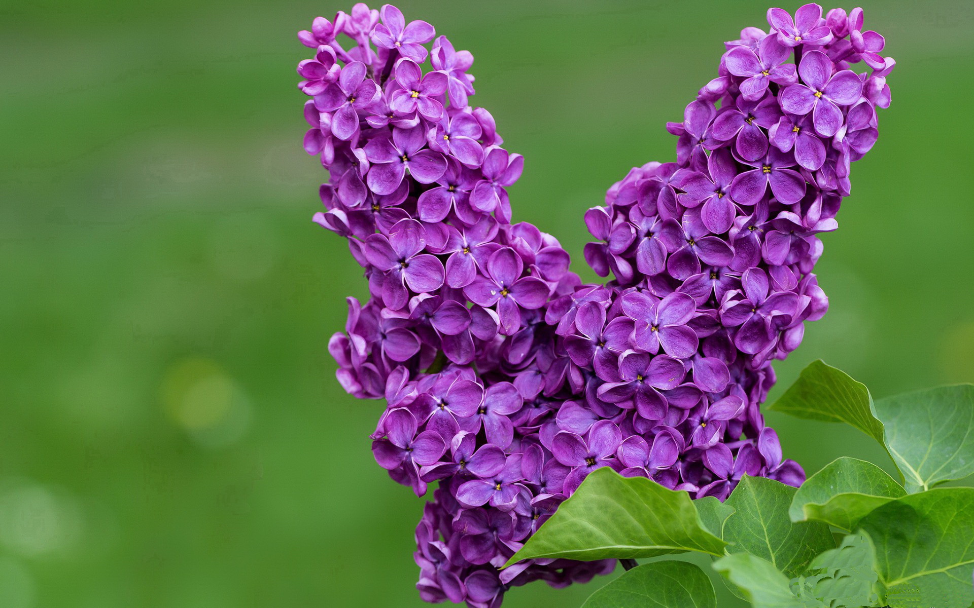 封锁与钥匙，当红魔防线遭遇袋鼠军团，罗德里戈的一击破局