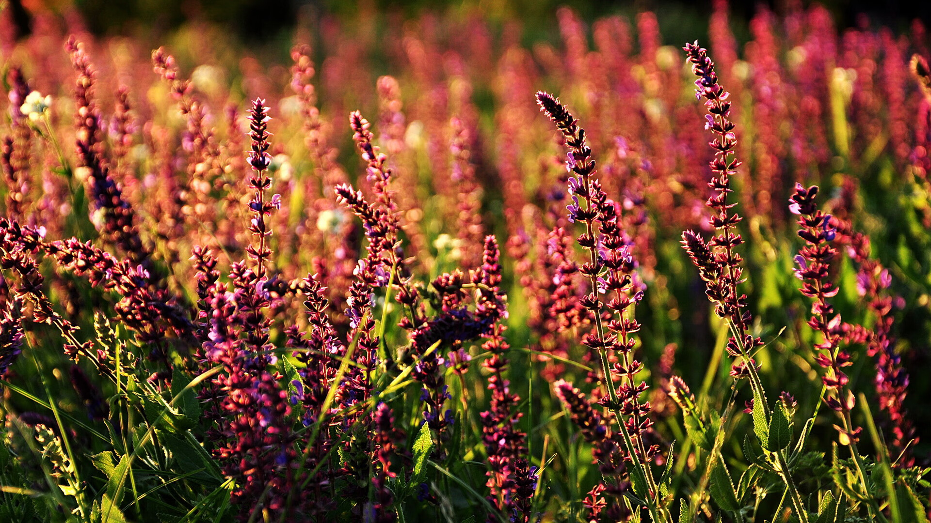 欧冠式高位压迫，解析湖人如何以三叉戟战术压制骑士