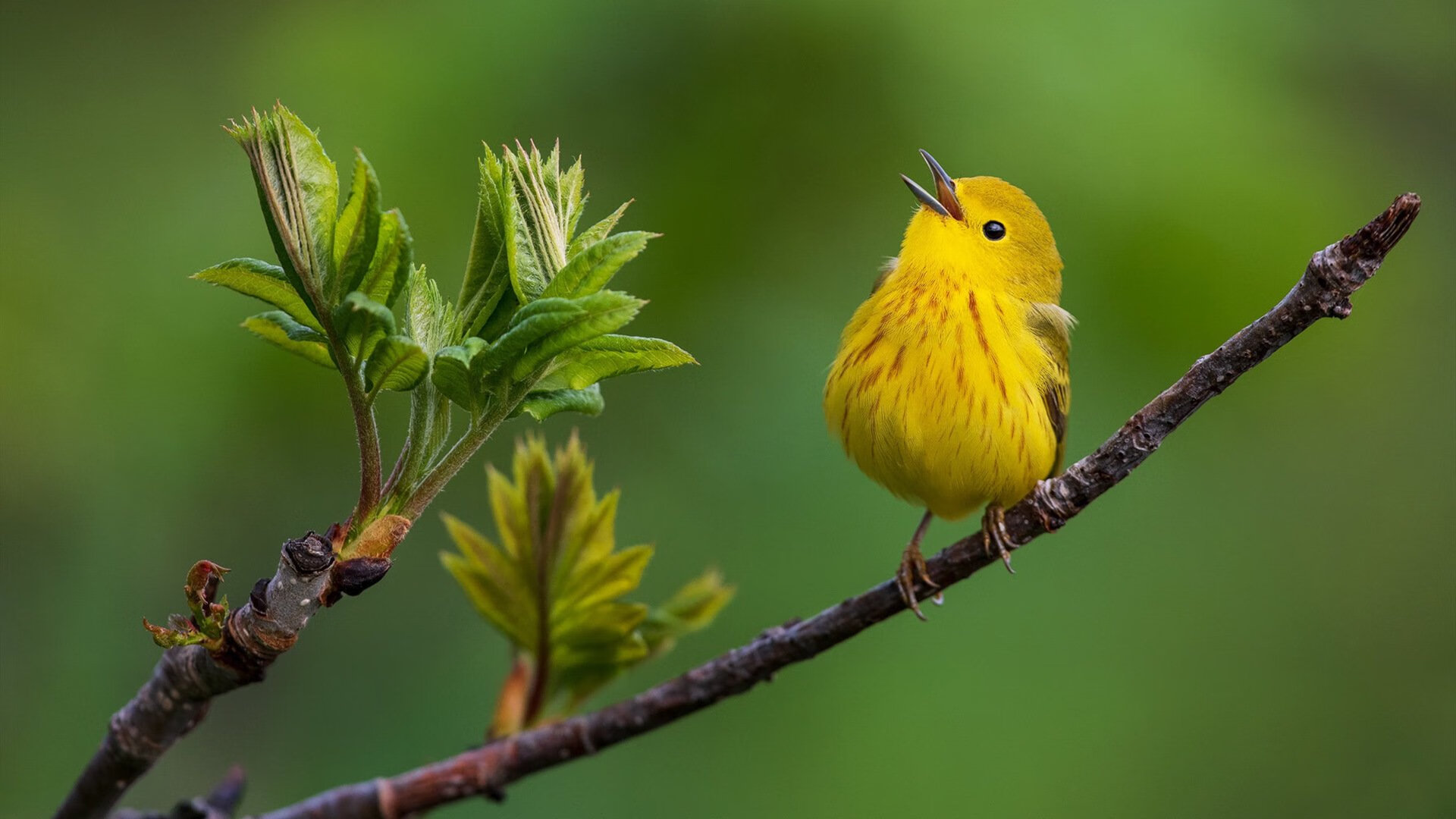 风暴之眼，厄德高在贝蒂斯与牙买加的史诗对决中定义自我
