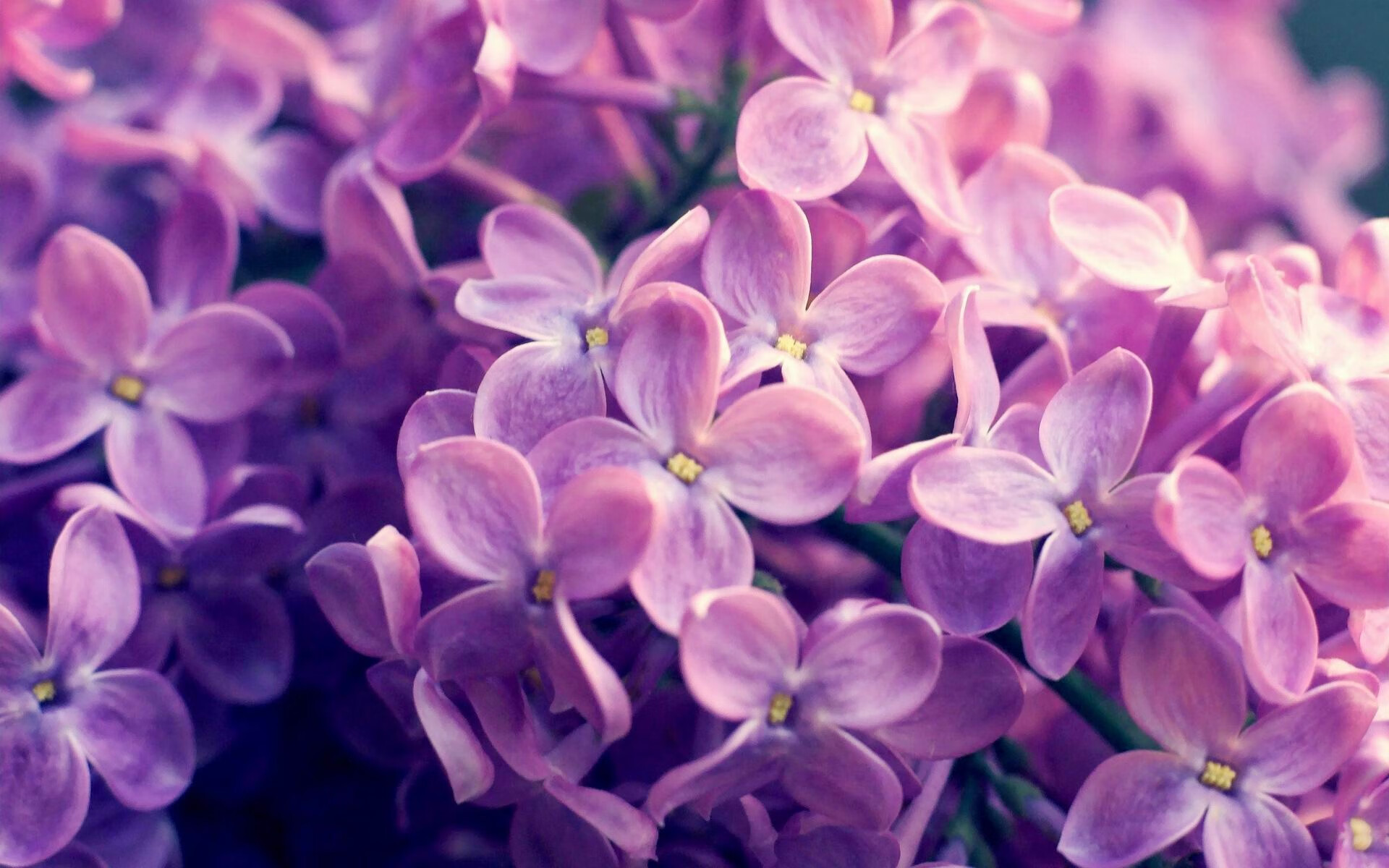 布鲁诺引爆亚洲之光，韩国队一波闪电战将委内瑞拉踢入深渊